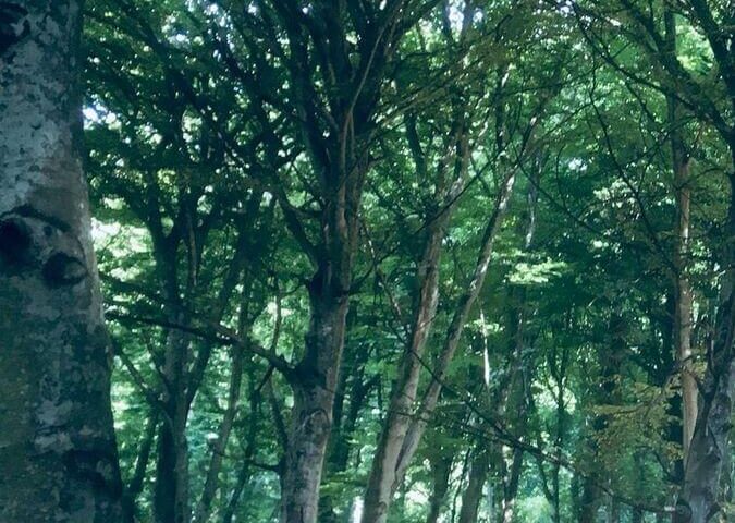 bosco ombroso Monticchio